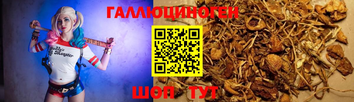 Урюпинск  Псилоцибиновые грибы Psilocybine cubensis  Вход с VPN 